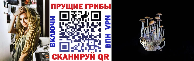 Псилоцибиновые грибы Psilocybine cubensis  Сосновый Бор 